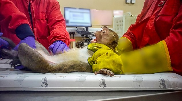 Whistleblower exposes animal suffering in British weight-loss drug trials