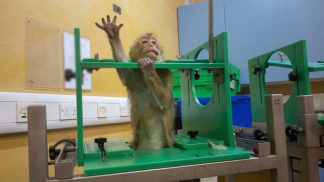 Whistleblower exposes animal suffering in British weight-loss drug trials