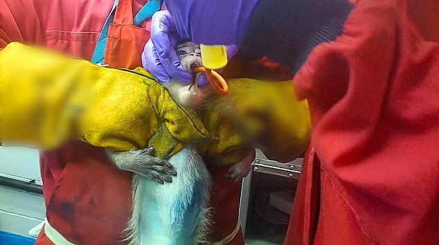 Whistleblower exposes animal suffering in British weight-loss drug trials