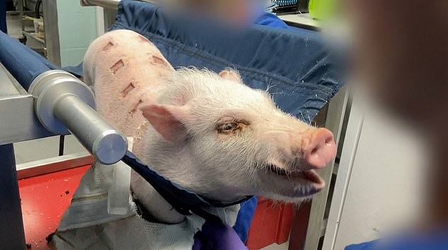 Whistleblower exposes animal suffering in British weight-loss drug trials