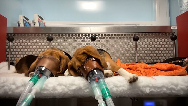 Whistleblower exposes animal suffering in British weight-loss drug trials