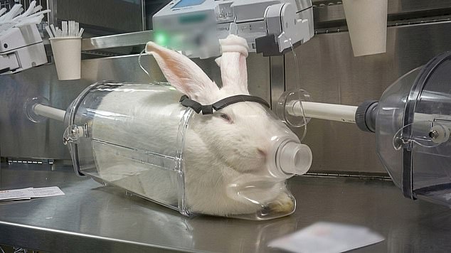 Whistleblower exposes animal suffering in British weight-loss drug trials