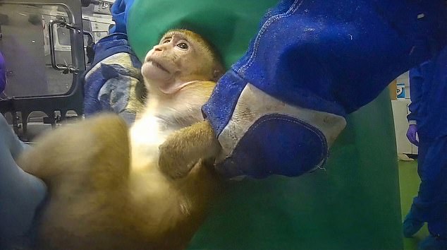 Whistleblower exposes animal suffering in British weight-loss drug trials
