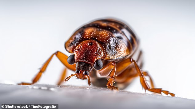 Guest Sues Disney Over Bed Bugs, Seeking $50,000 in Damages