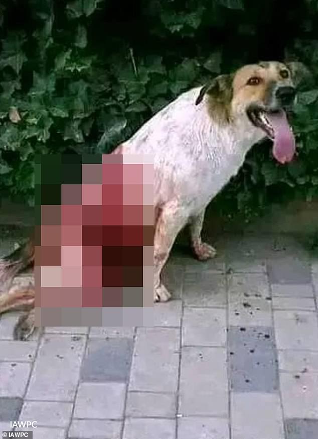 International coalition reveals shocking photos of dogs killed in Nadour ahead of 2030 World Cup.