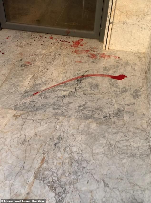 International coalition reveals shocking photos of dogs killed in Nadour ahead of 2030 World Cup.