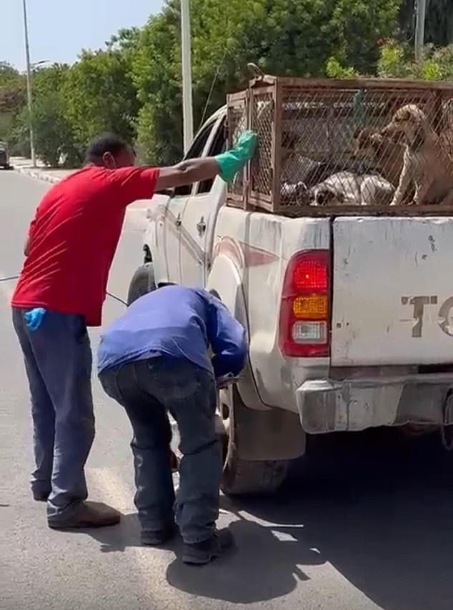 International coalition reveals shocking photos of dogs killed in Nadour ahead of 2030 World Cup.