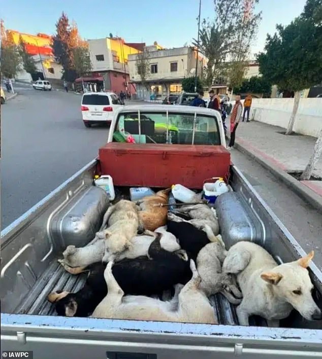 International coalition reveals shocking photos of dogs killed in Nadour ahead of 2030 World Cup.