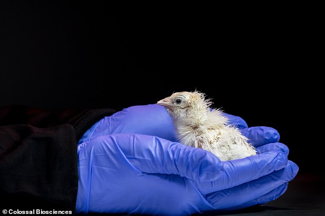 Scientists hatch first chicks from artificial egg to revive extinct moa.