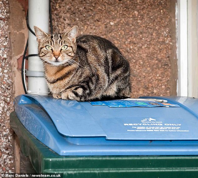 Woman dumps cat in trash bin, sparking global outrage and ending her life.