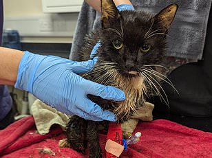 Woman dumps cat in trash bin, sparking global outrage and ending her life.